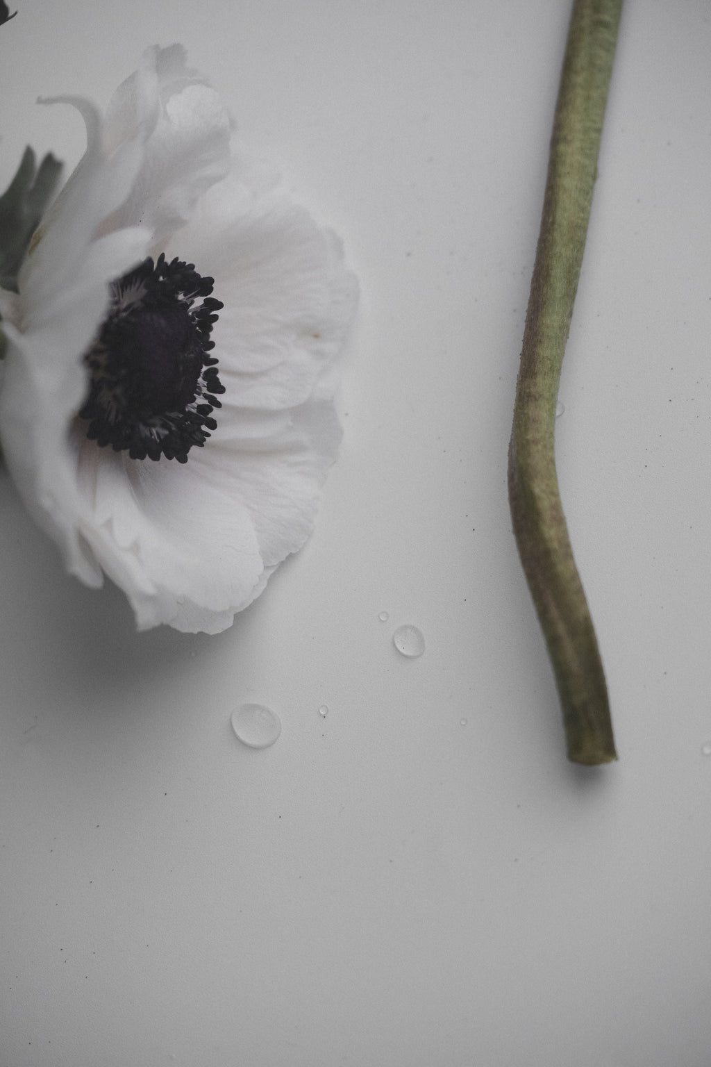 Cápsula 01 : Étérnal Contrast