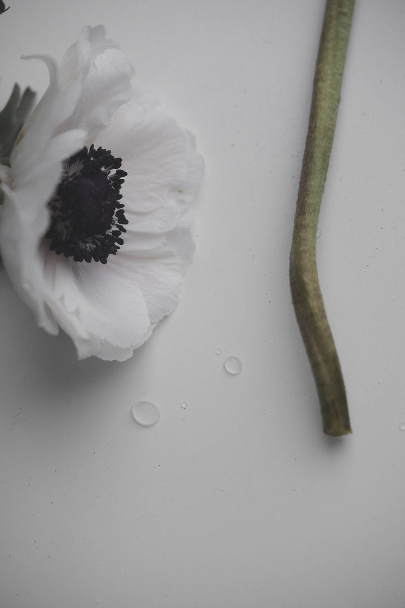 Cápsula 01 : Étérnal Contrast